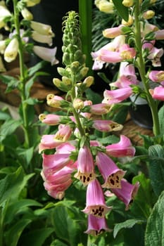 Close up of a purple foxglove flower.
