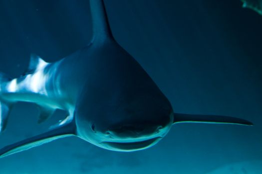 A white shark swimming along underwater