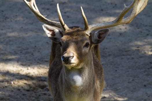 Deer with horns