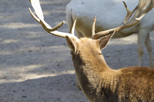 Deer with horns