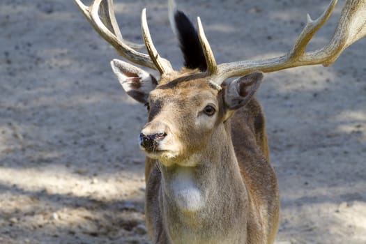 Deer with horns