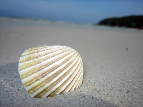 Shell on the sandy beach overhelmed by waves