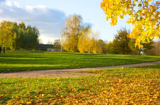 Autumn landscape with green grass covered with yellow maple leaves