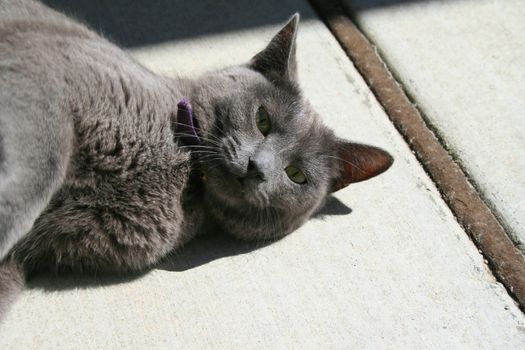 Close up of gray domestic short hair cat.
