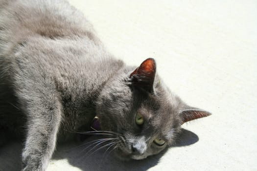 Close up of gray domestic short hair cat.
