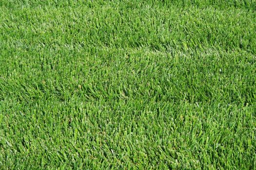 Close up of a fresh green grass.
