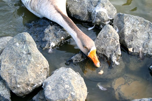 Close up of a grey goose eating.