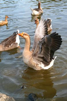 Grey goose is trying to fly back to the shore.
