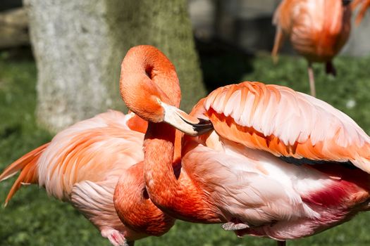 Flamingo portrait from ZOO