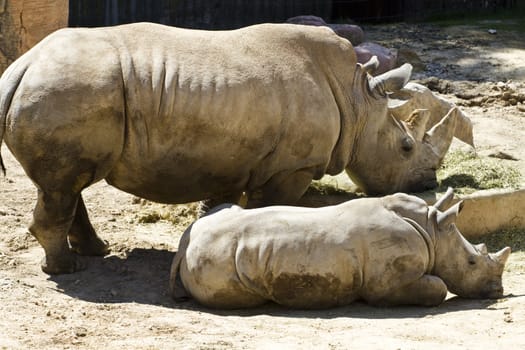 White rhino (Ceratotherium simum)