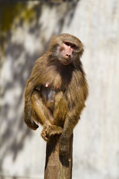 Baboon (Papio hamadryas ursinus)