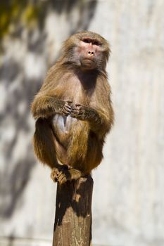 Baboon (Papio hamadryas ursinus)