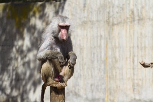 Baboon (Papio hamadryas ursinus), male