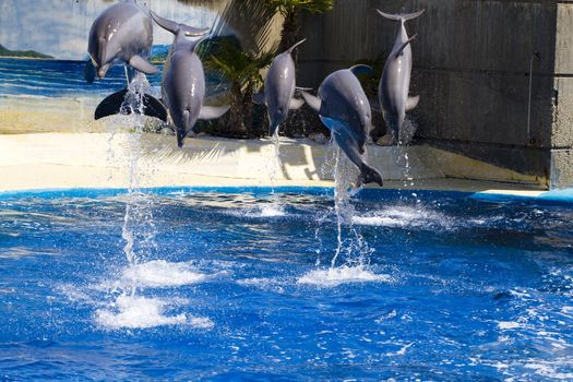 dolphin jump out of the water in sea