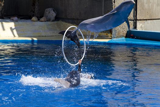 dolphin jump out of the water in sea