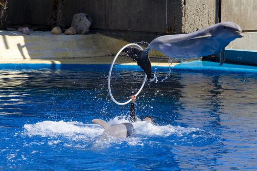 dolphin jump out of the water in sea