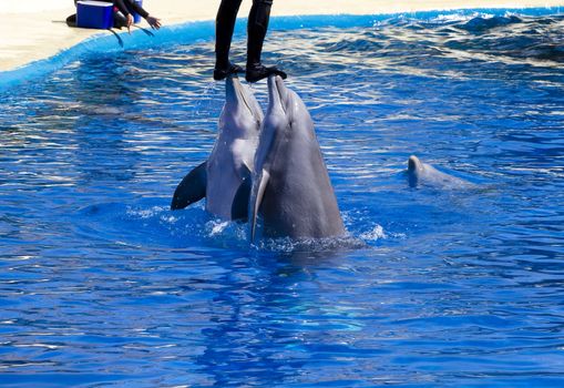 dolphin jump out of the water in sea