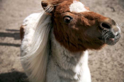 Piebald horse ( pony ) with funny expression.