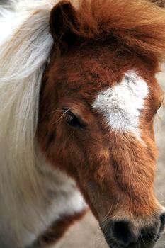Piebald horse ( pony ) close-up