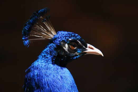 Closeup picture of a very colorful Indian Peafowl