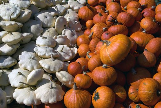 Picture of several squashes at harvest time in autumn