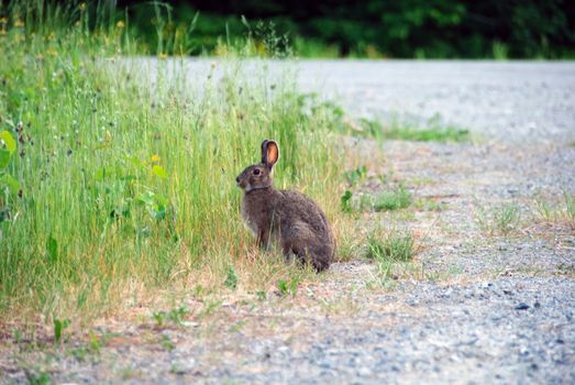 Picture of a Showshoe Hare with it's brown fur in summer