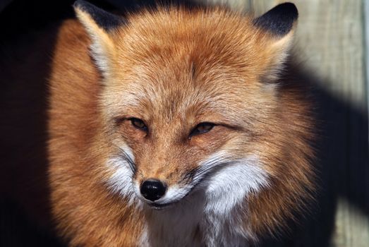 Close-up portrait of a beautiful wild Red Fox