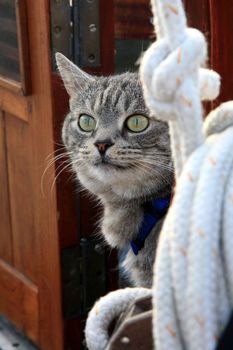 Animal passenger – grey house cat yachtsman on the deck of the yacht.