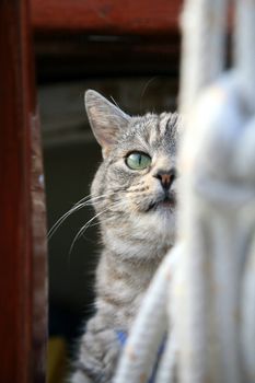 Animal passenger – grey house cat yachtsman on the deck of the yacht.