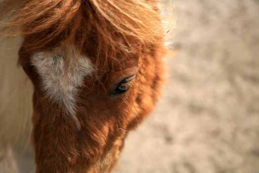 Piebald horse ( pony ) close-up. Half composition.
