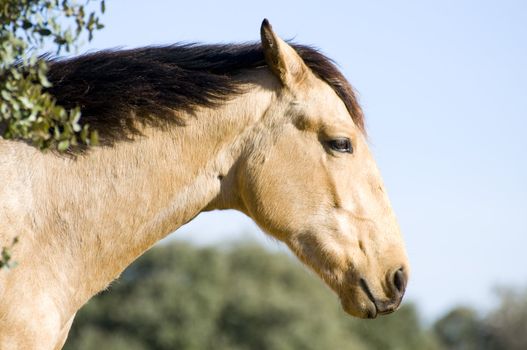 Picture of a horse on the hill.