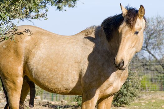 Picture of a horse on the hill.