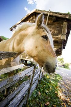 A close up image of a horse in Norway