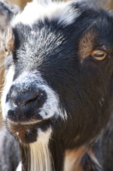 Picture of a goat with great horns.