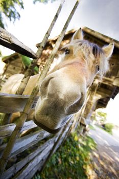 A close up of a horse with focus on the nose