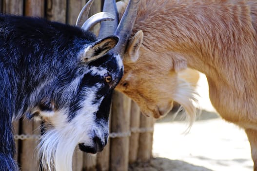 Picture of a goat with great horns.