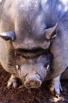 Vietnamese Pig in a Spring Day