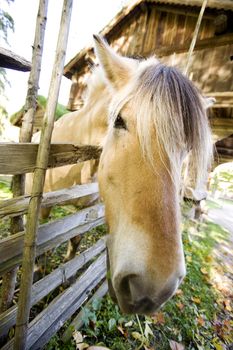 A close up image of a horse in Norway