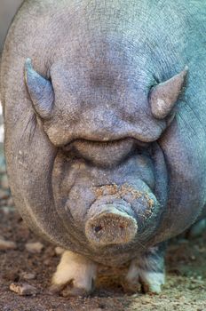 Vietnamese Pig in a Spring Day