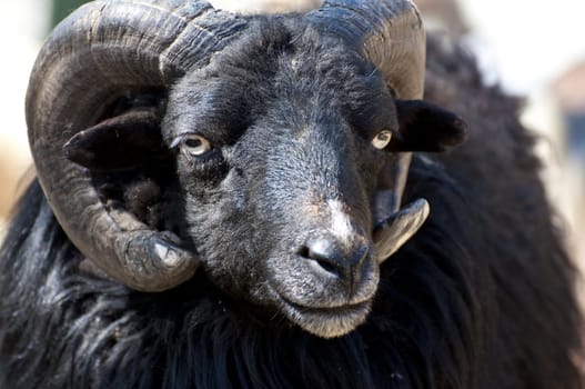 Picture of a goat with great horns.