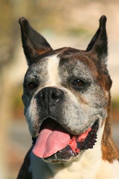 Portrait of a happy boxer dog outdoors in a park.
