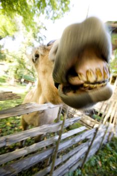 A crazy horse with motion blur to add to the craziness :)