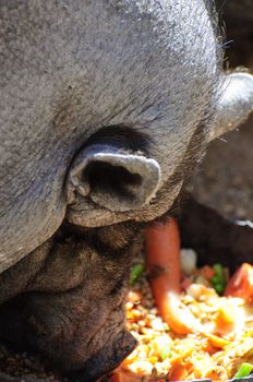 Vietnamese Pig in a Spring Day