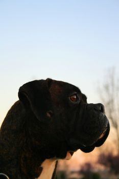 Headshot of a black boxer dog in a park.
