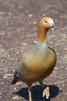 Image of a duck in river. Wild life from spain