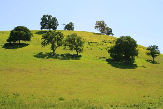 Hilltop with a group of trees over blue sky.
