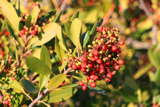 Close up of holly berries outside in a park.
