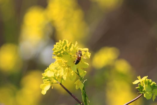 Honey bee sitting on a yellow flower.