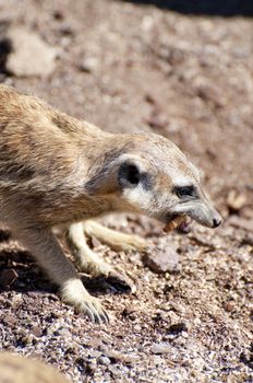 Picture of a suricatta . Nice face and skin.