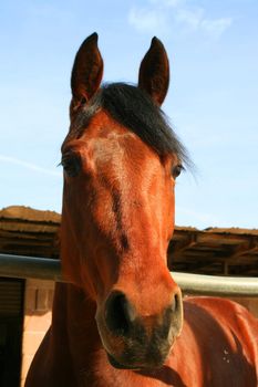 Headshot of a horse at the farm.
